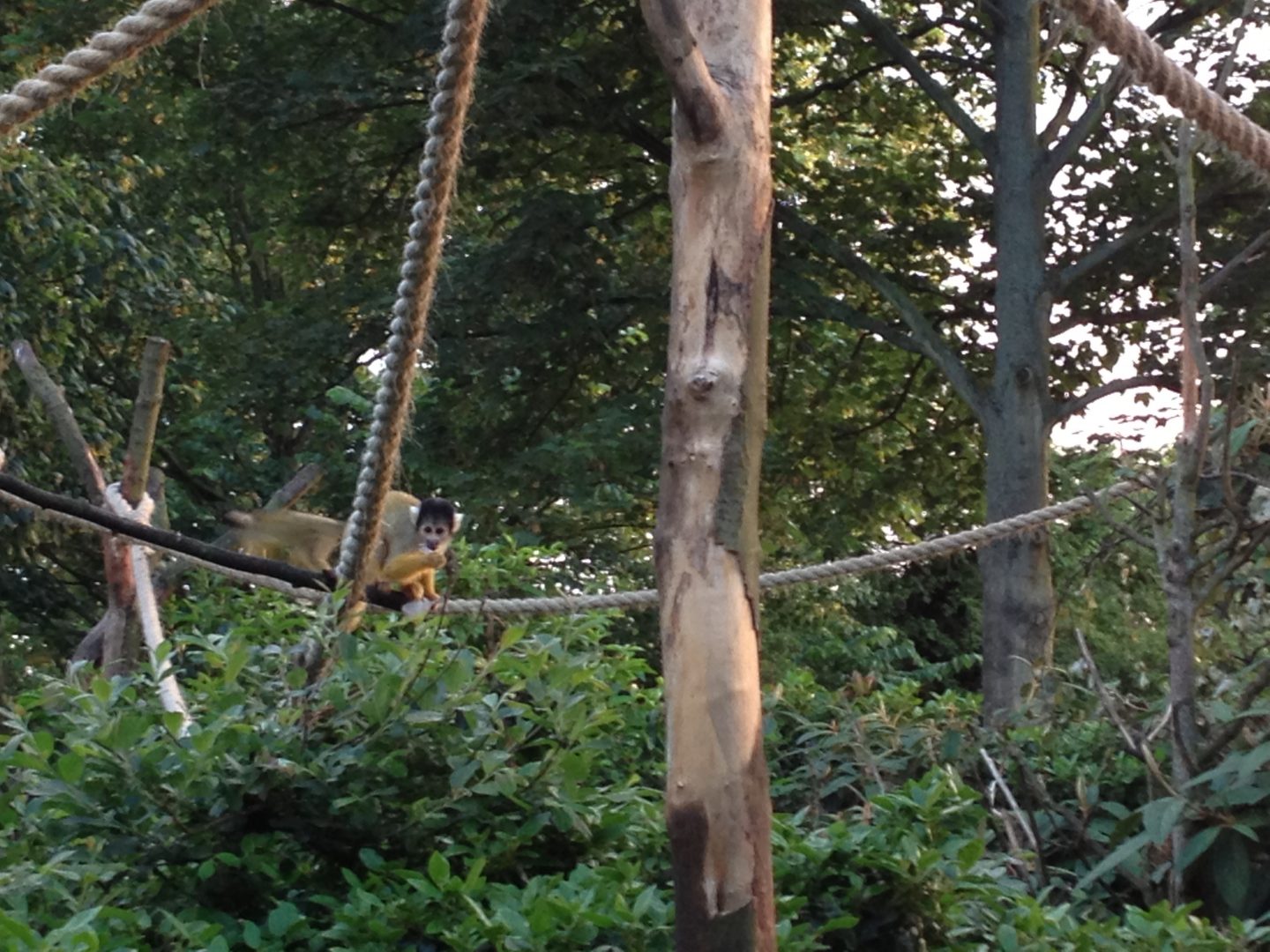 Monkeying around at Zoo Lates