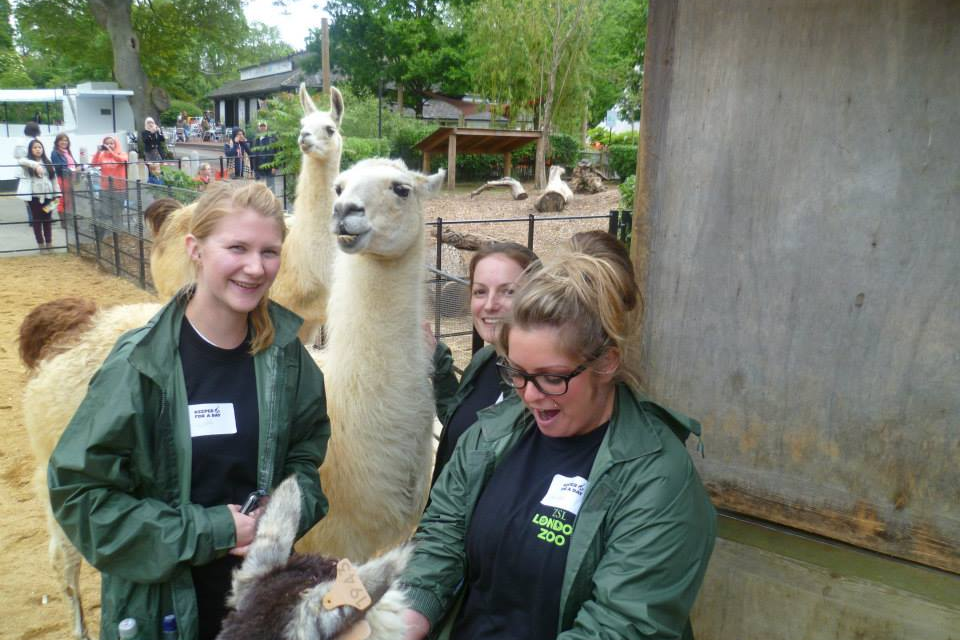 Feeding the llamas and alpacas